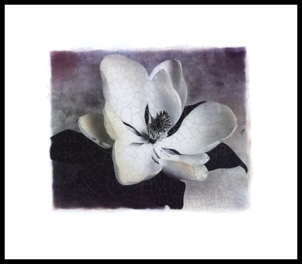 DNA SCP 128 Magnolia